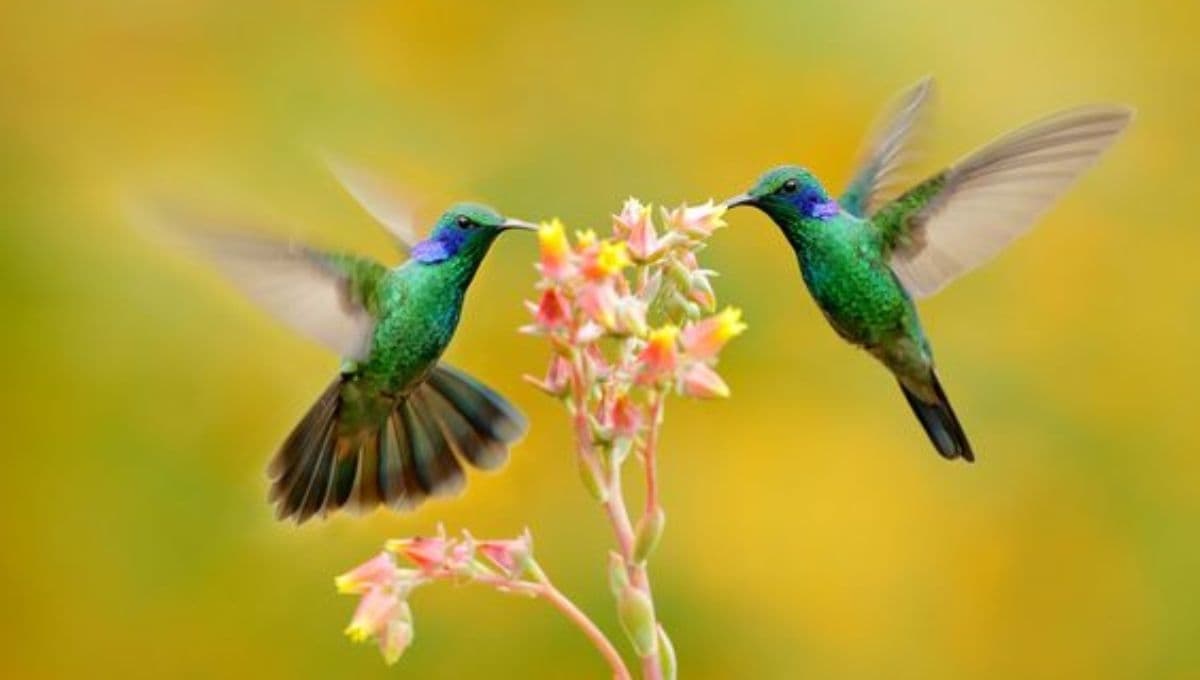 ¿Cuando ves un colibrí es de buena suerte? Este es su significado espiritual