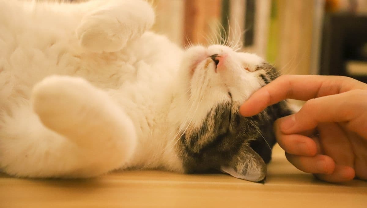 ¿Por qué los gatos ronronean y amasan?