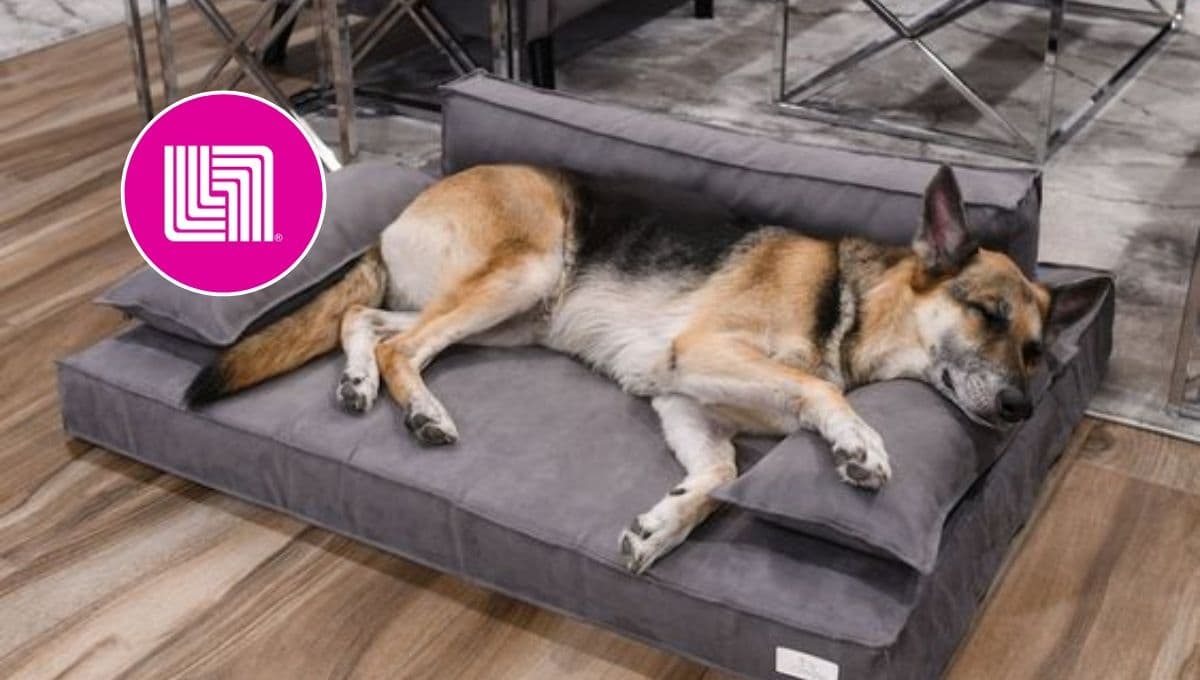 Liverpool remata 3 camas para perros Zoopet: de las más cómodas y resistentes