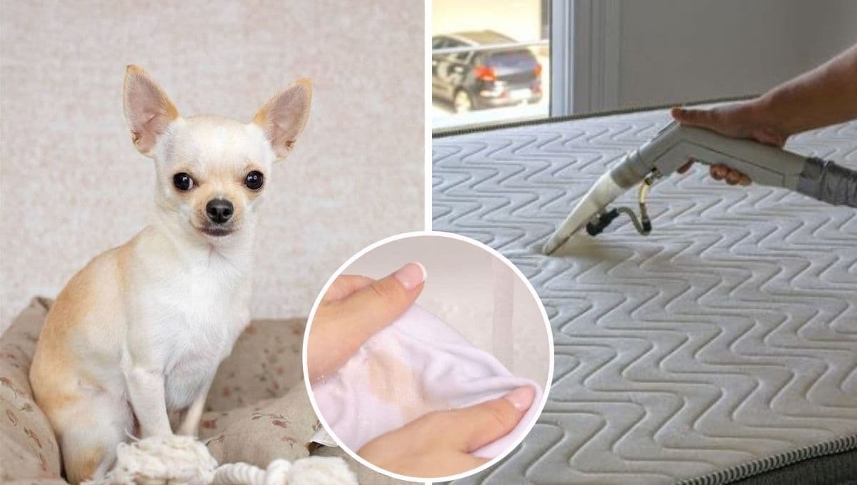 ¿Por qué mi perro se orina en mi cama cuando no estoy y cómo evitarlo?