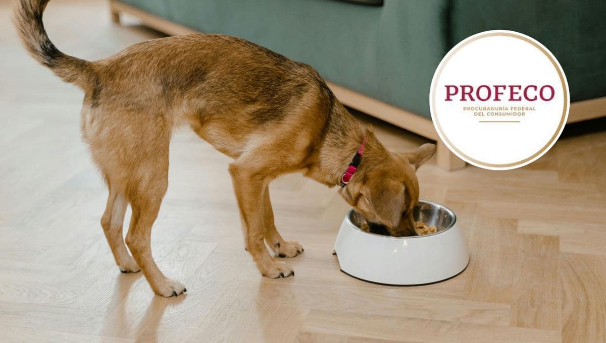 Top 5 de las croquetas para perro con más proteína según la Profeco