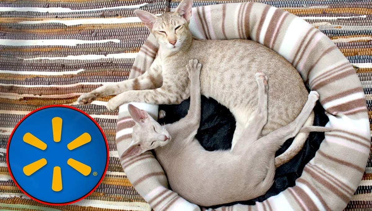 Walmart pone en especial descuento cómoda cama rascador para gato