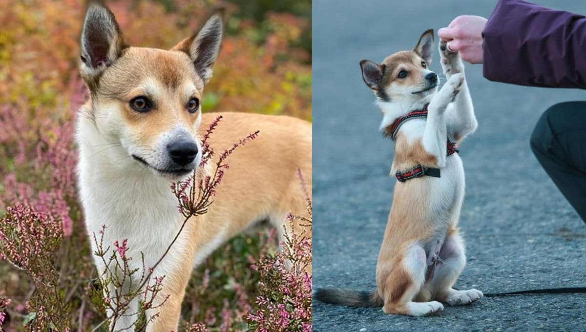 Conoce al Lundehund Noruego, el curioso perro de seis dedos