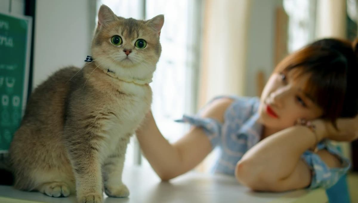 ¿Los gatos siempre se te acercan? Existe una explicación