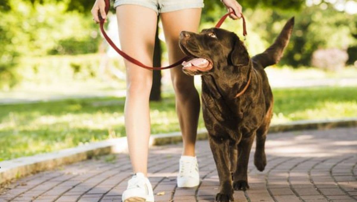 3 razones por las que nunca debes pasear a tu perro delante de ti, según el entrenador César Millán