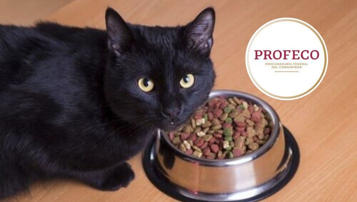 Top 3 croquetas que son malas para los gatos, según Profeco