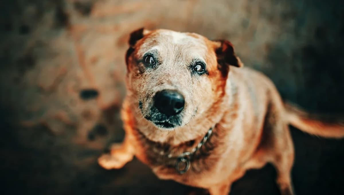 ¿Cuál es el promedio de vida de un perro y cómo hacer que viva más?
