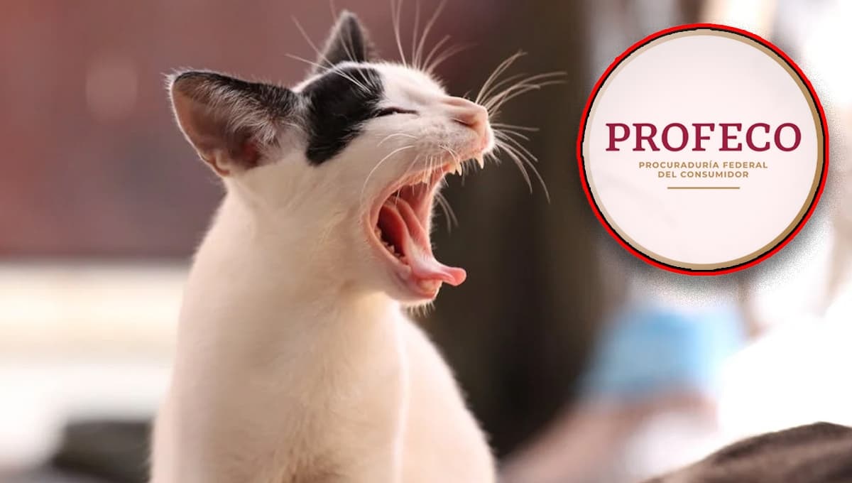 Top croquetas para gato que la Profeco NO recomienda