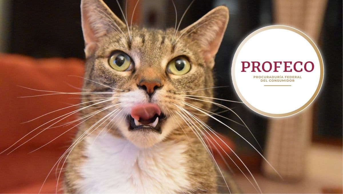 Nadie las pela en el súper, pero son las mejores croquetas económicas para gatos, según Profeco