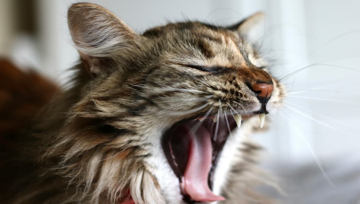 La ciencia revela cómo acariciar a un gato para que no te arañe