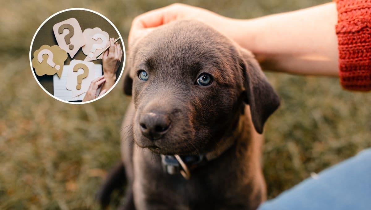5 nombres para perros poco comúnes pero bonitos
