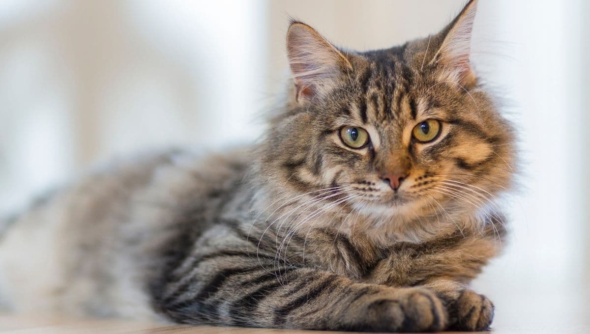 Cómo hacer un rascador para gatos casero para que no rasquen tus muebles: paso a paso