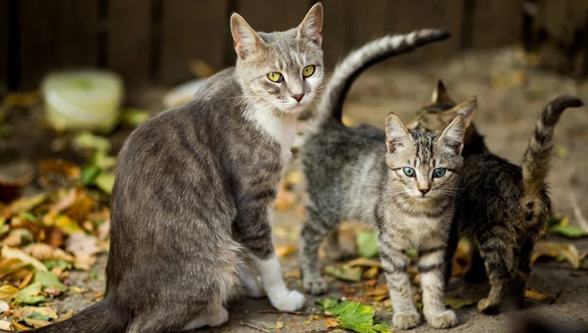 Nombres preciosos para gatitas grises con su significado