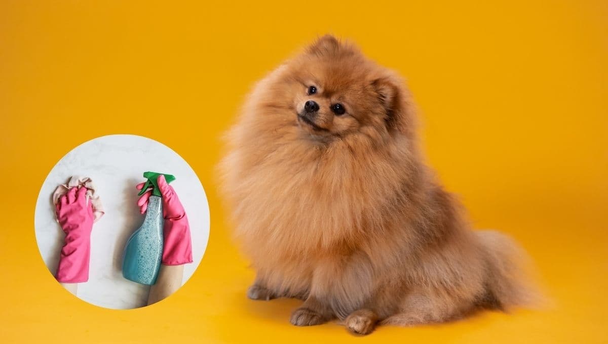 ¿Cómo usar la canela para eliminar el olor a orina de tu perro?