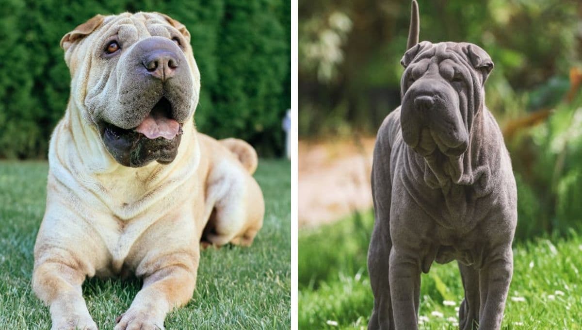 Shar pei: peso, tamaño, comportamiento y características de esta raza de perros