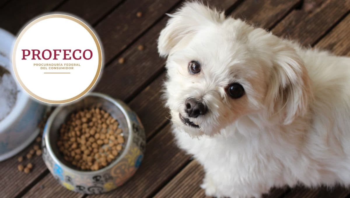 ¿Qué tan buenas son las croquetas Purina One para perro?