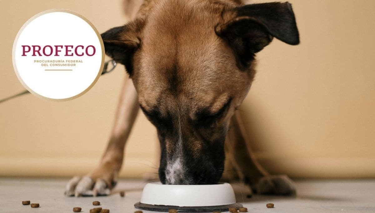 Este es el costal de 4 kilos de croquetas para perro recomendado por Profeco