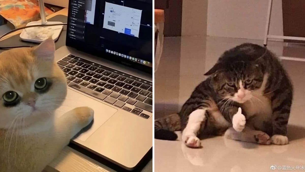 5 MEMES de gatitos agüitaditos que no quieren ir a trabajar este lunes