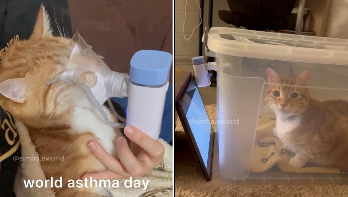 Gato con asma conquista a internet por recibir nebulizaciones