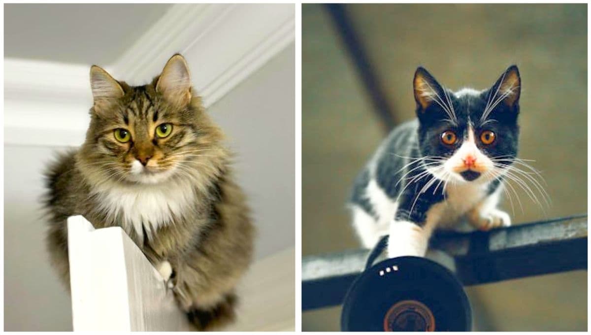 ¿Por qué a tu gato le gustan los lugares altos?