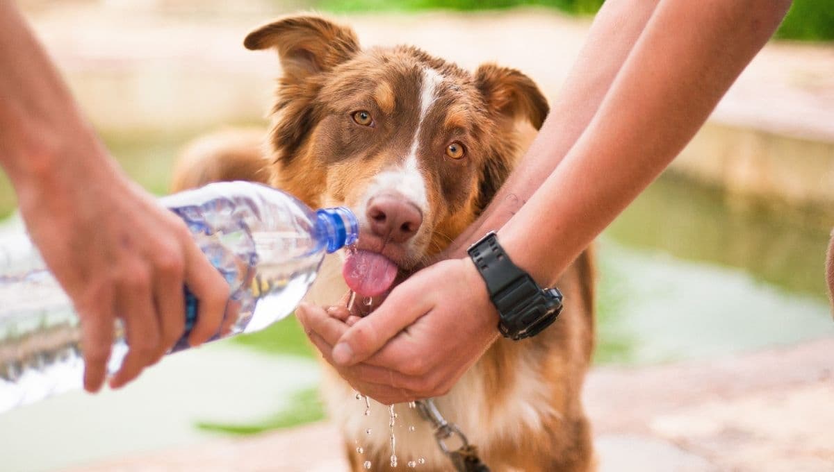 El síntoma que confirma que tu perro está deshidratado