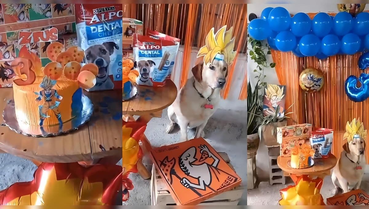 Perrito celebra su cumpleaños con fiesta de Gokú y debes ver su tierna reacción en video