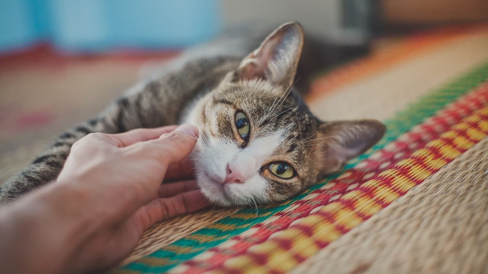 3 ingredientes para bañar a tu gato en seco y evitar las pulgas