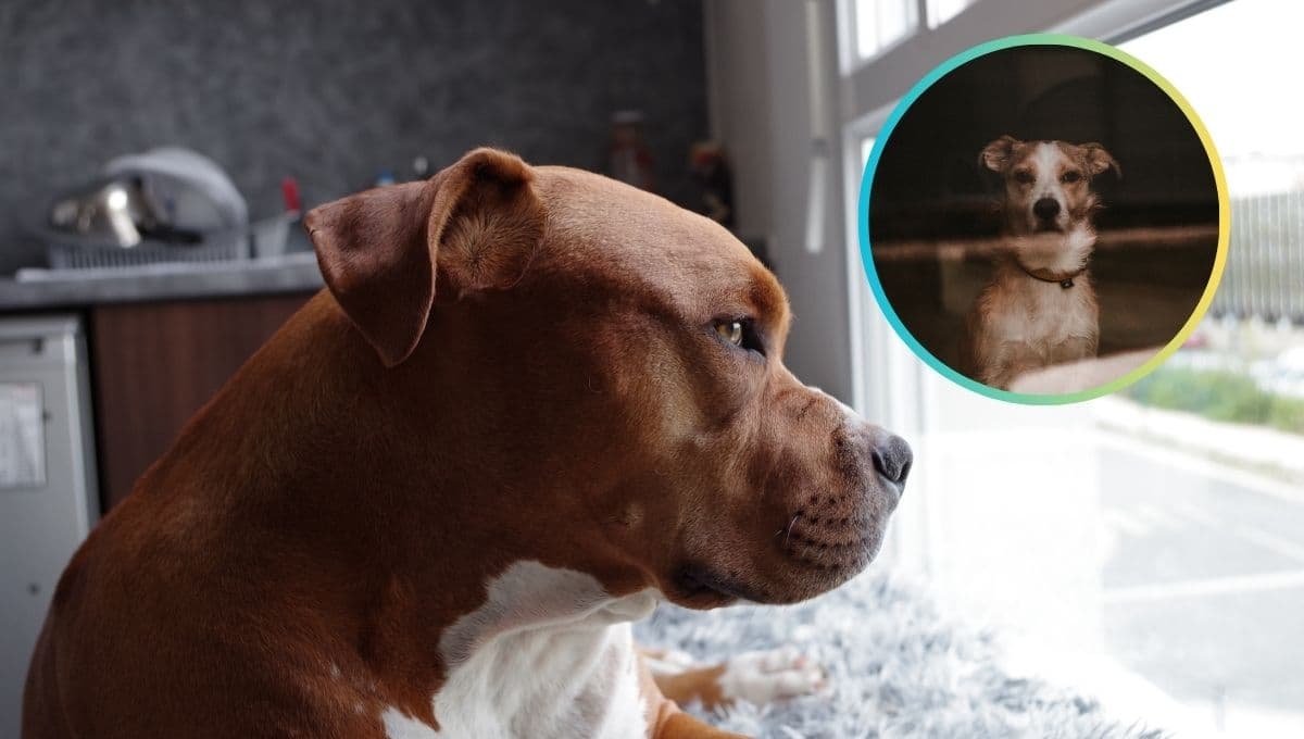 3 características de un perro INDEPENDIENTE que se puede quedar solo en casa