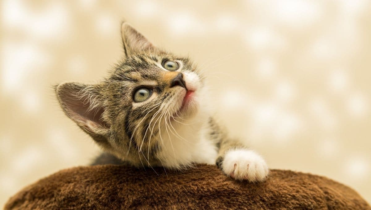 Los gatos sonríen cuando están felices, revela estudio