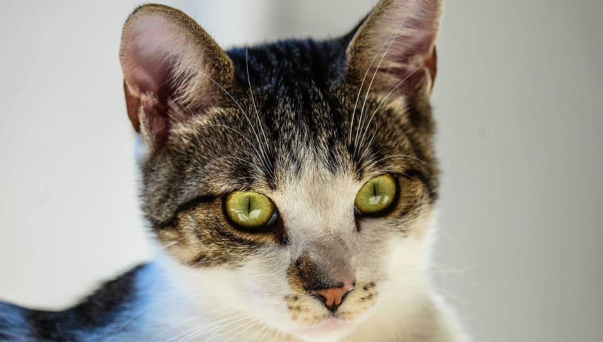 Gato tiene reacción inesperada tras pelea de dos ratones: VIDEO