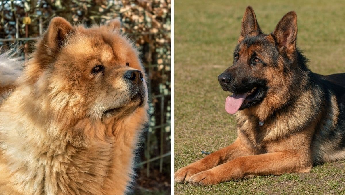 El significado del nombre de las razas de perros: lista completa