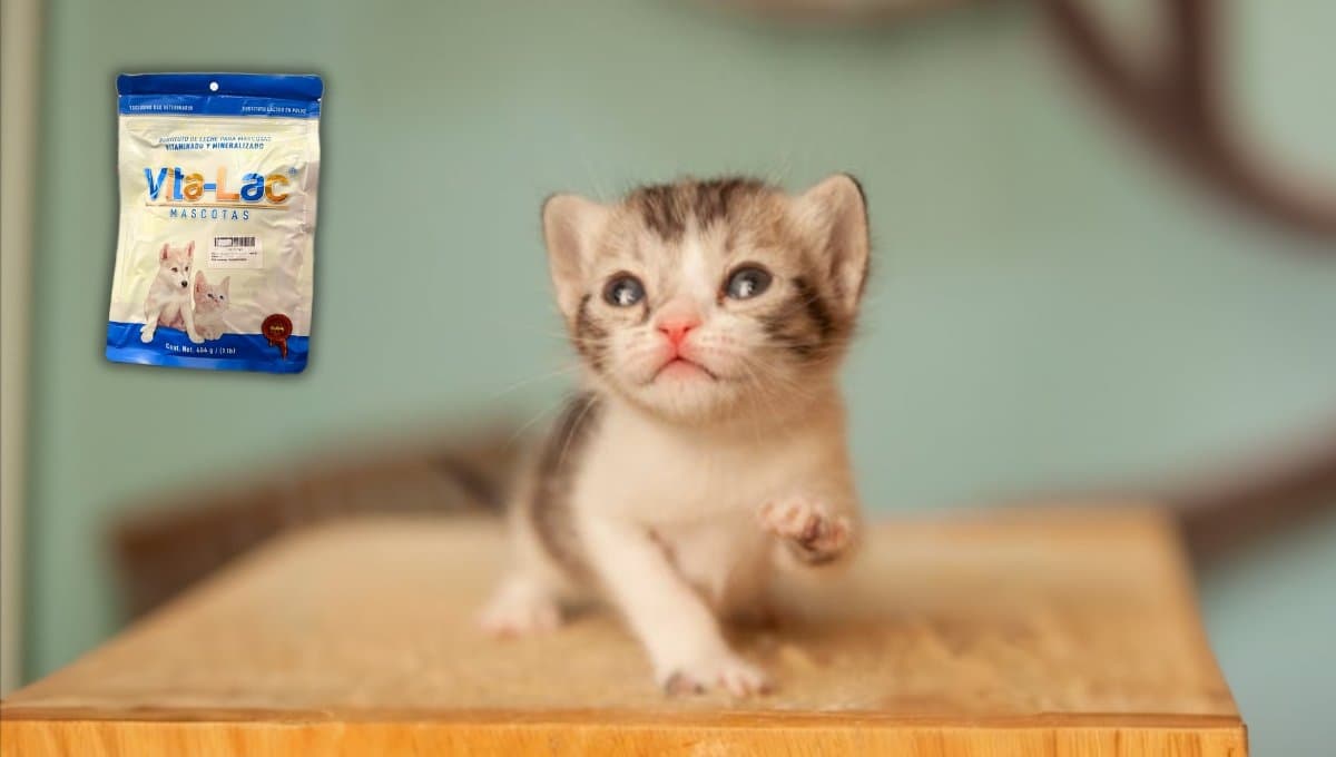 ¿Qué tan buena es la leche Vita-Lac para gato?