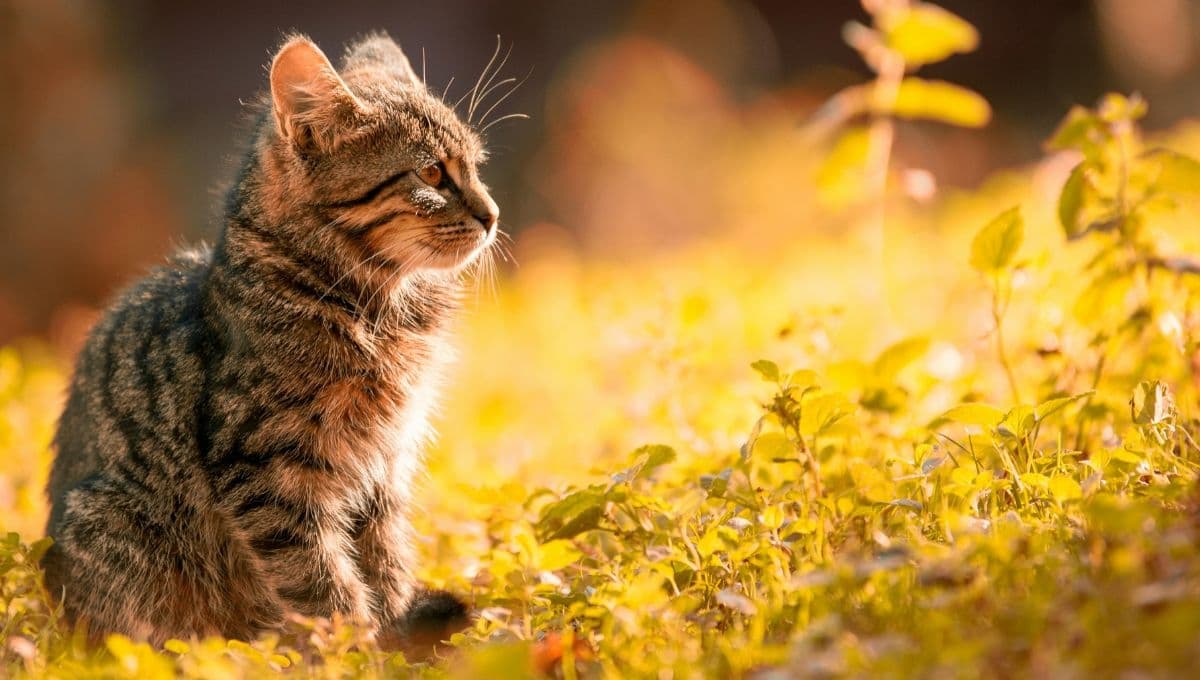 El significado que un gato aparezca en tu casa y no se quiera ir
