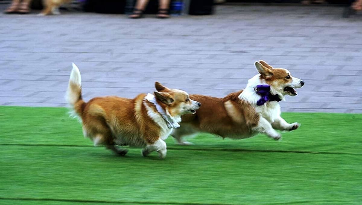 Carrera de corgis deja las imágenes más bonitas y tiernas