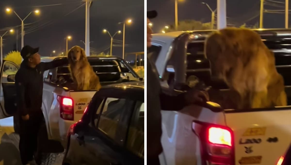 Su pareja se confundió de mascota y se llevó a otro perro a su casa
