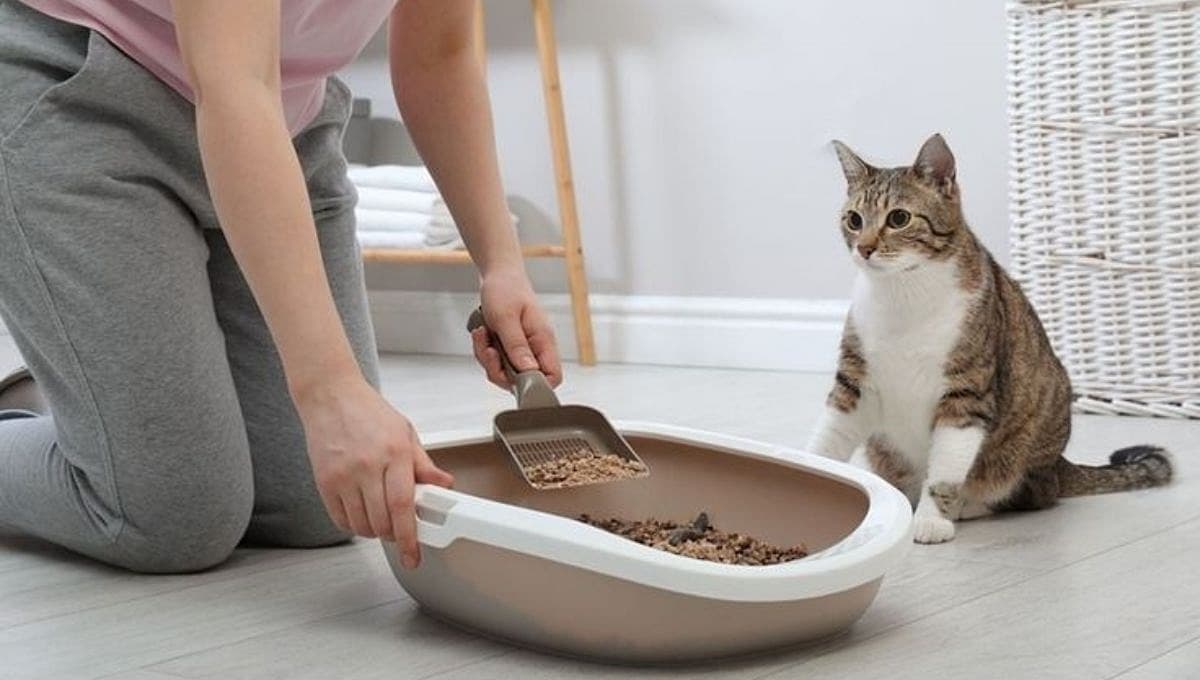 Los mejores lugares para poner el arenero de tu gato
