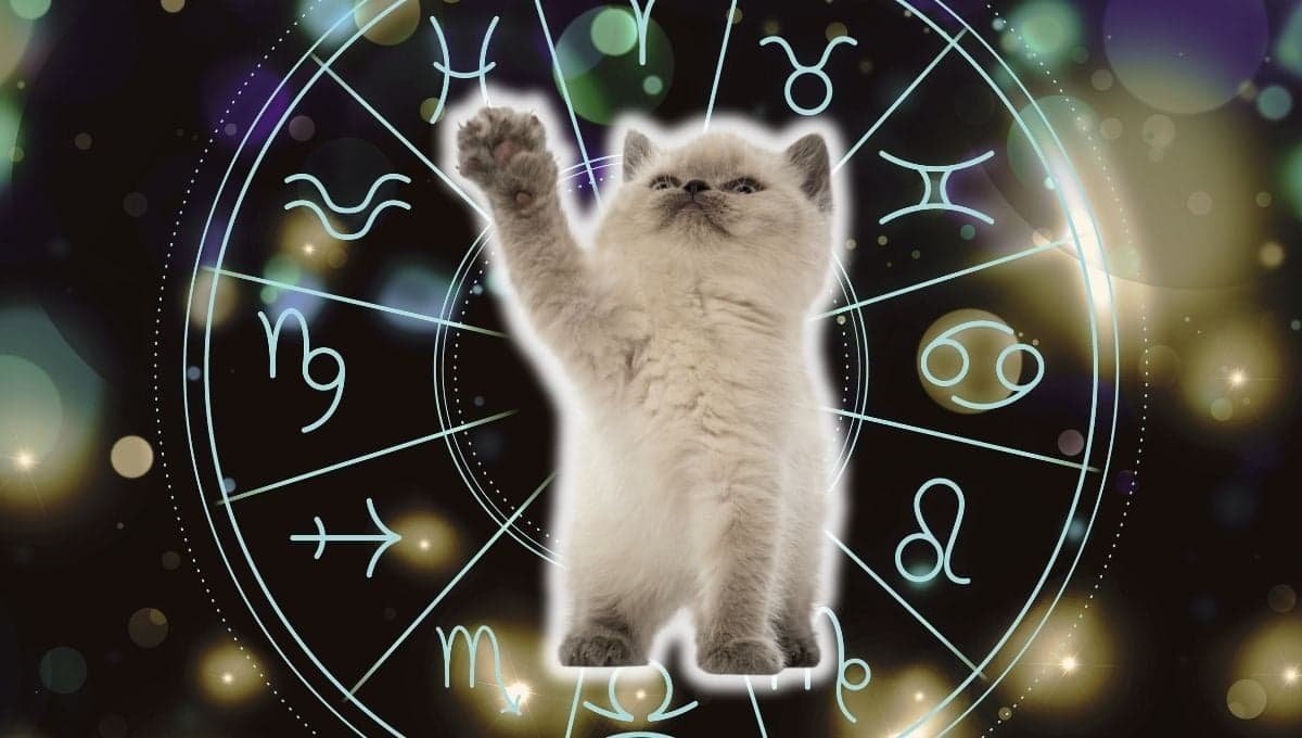 Horóscopo de tu gato: Las predicciones para tu michi hoy jueves 3 de octubre
