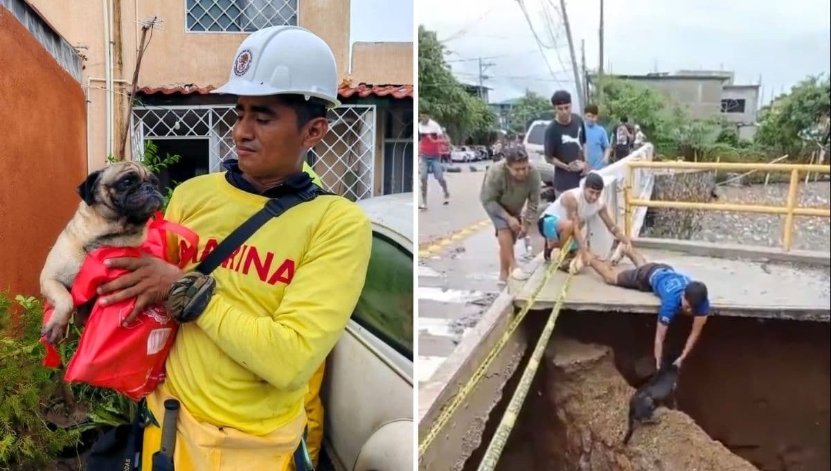 VIDEO: Así fue el rescate de mascotas tras el paso del Huracán John en Acapulco