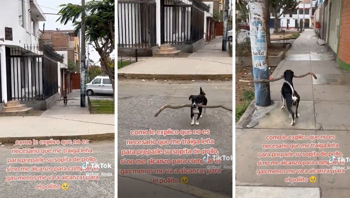 Perro lleva leña a su casa para que le hagan sopa de pollo
