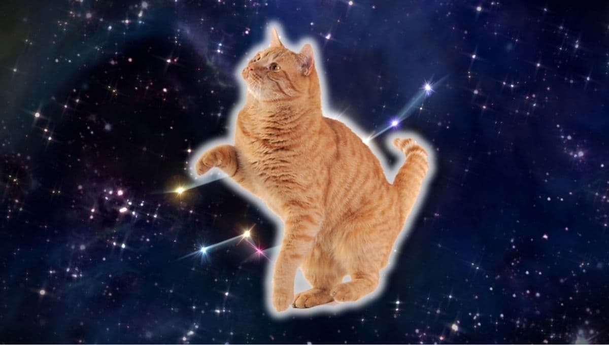Horóscopo de tu gato: Las predicciones para tu michi hoy jueves 10 octubre
