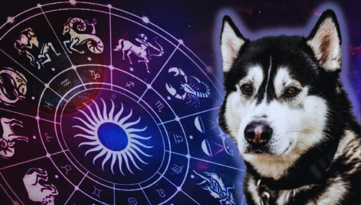 Horóscopo de tu perro: Las predicciones para tu lomito hoy lunes 21 octubre