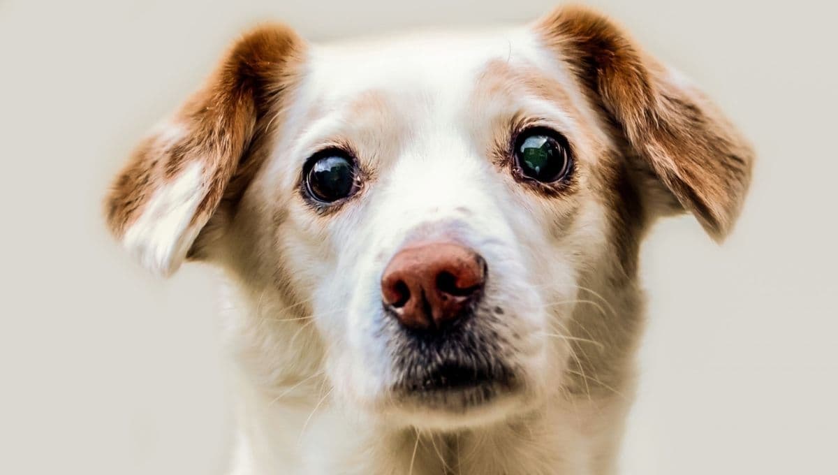 ¿Los perros pueden comer piña?