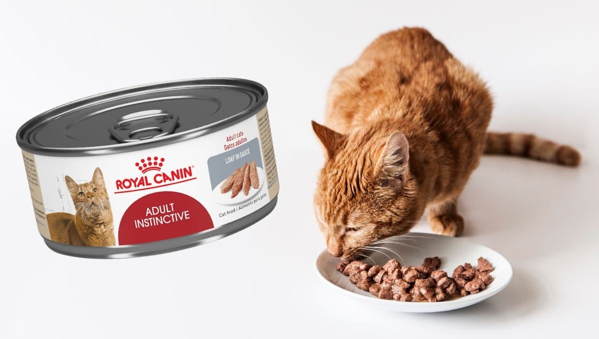 ¿Qué tan buena es la comida húmeda para gatos Royal Canin?