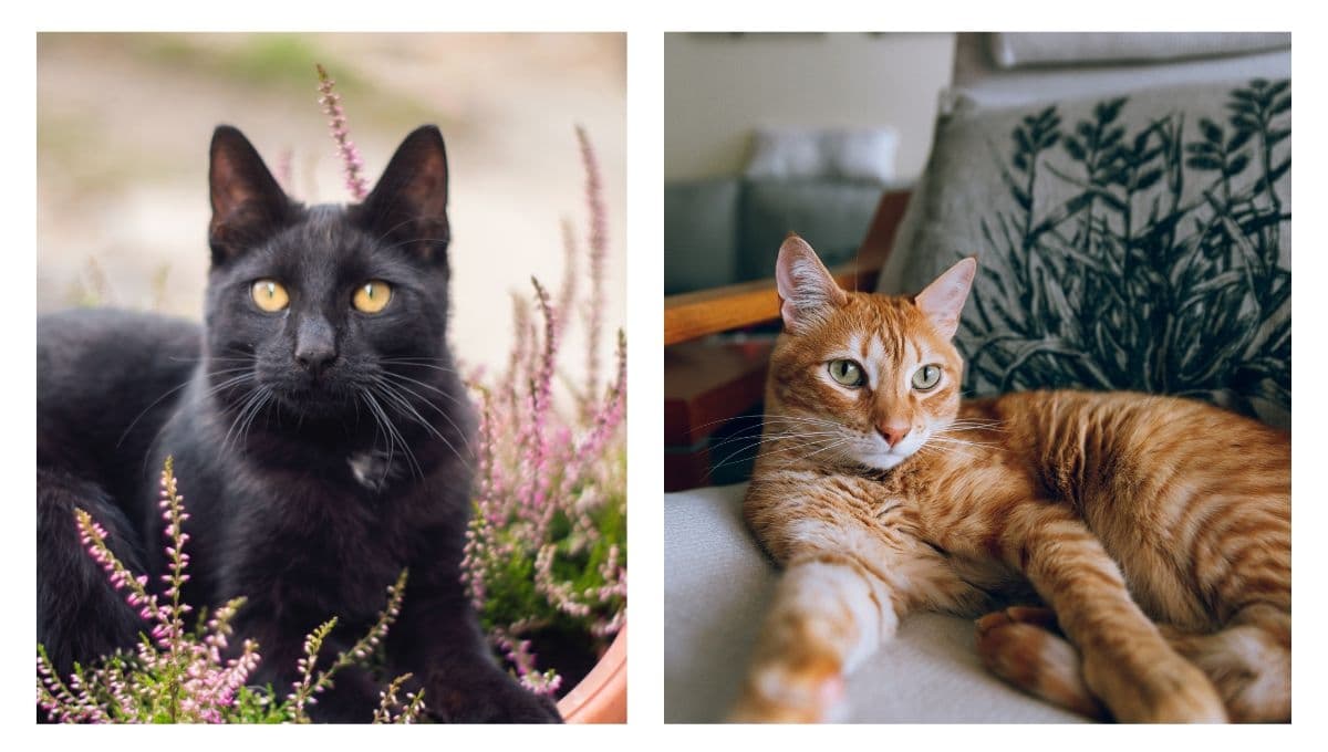 TEST fácil para saber qué color de gato soy