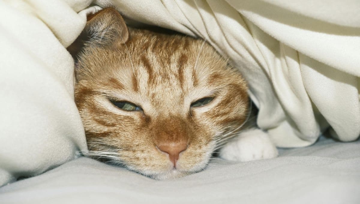 Descubre cuanto te quiere tu gato según su forma de dormir