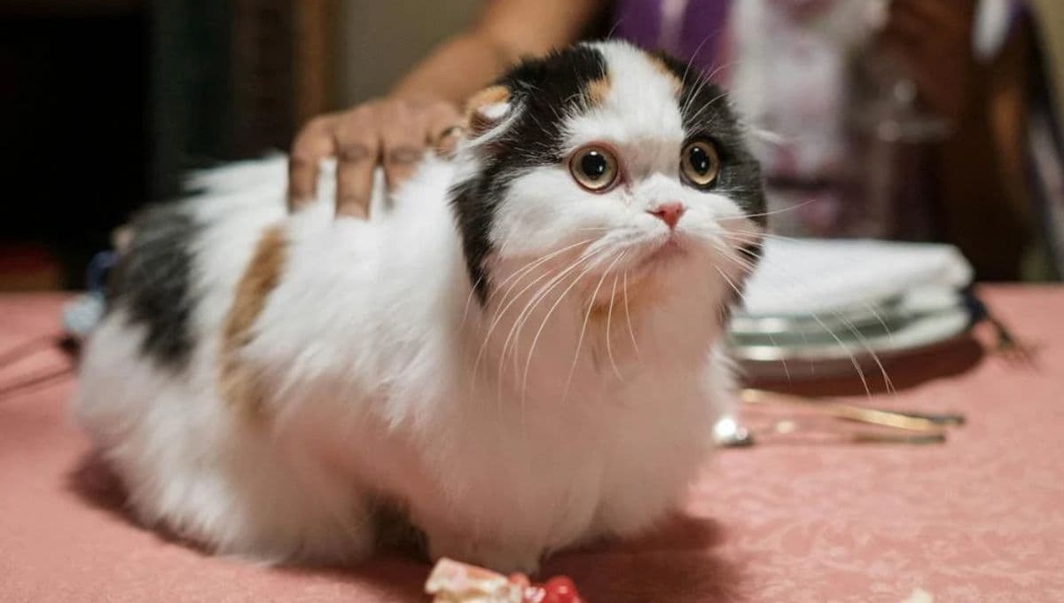 Receta para premios de gatos con dos ingredientes
