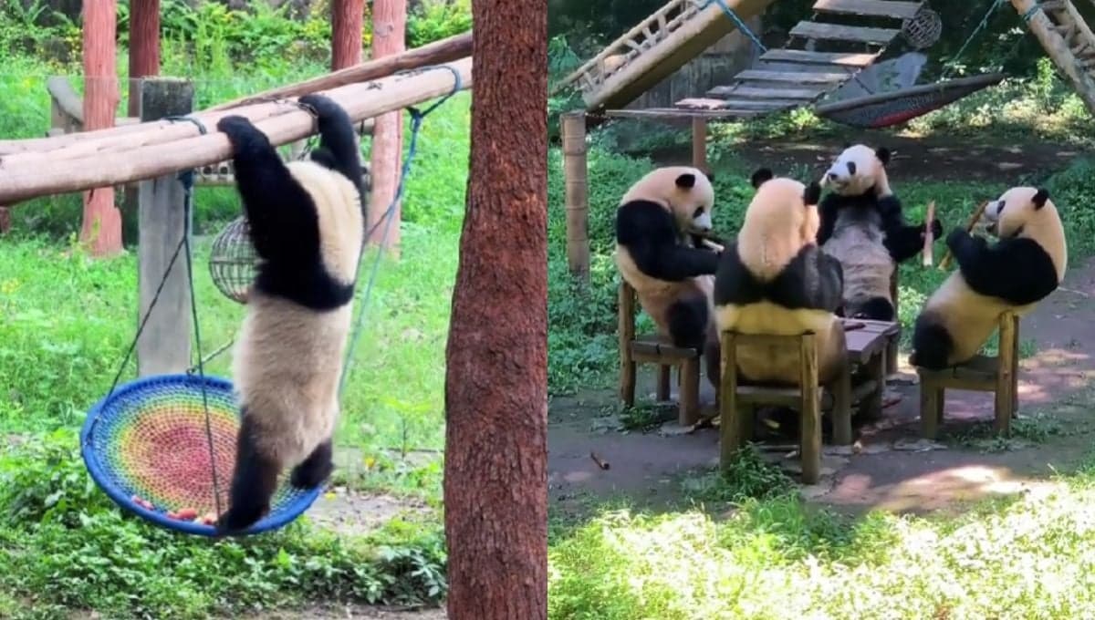 ¿Qué es el Panda Core?: Los videos más graciosos y adorables de estos animales