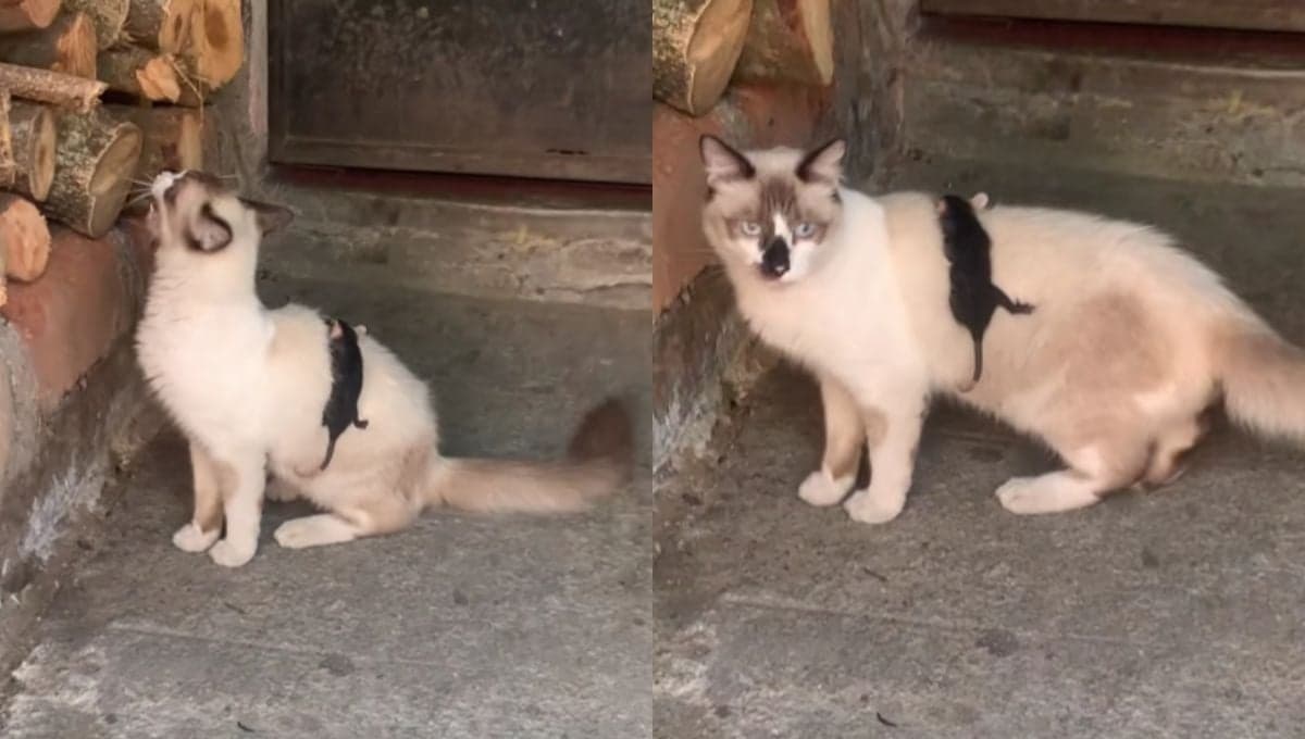 Gatito se convierte en madre de un tlacuache y lo lleva en su espalda