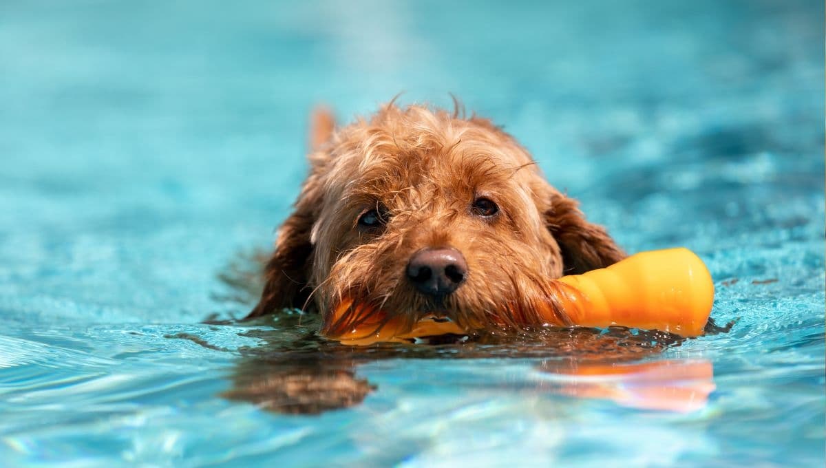 Parques acuáticos para perros en CDMX