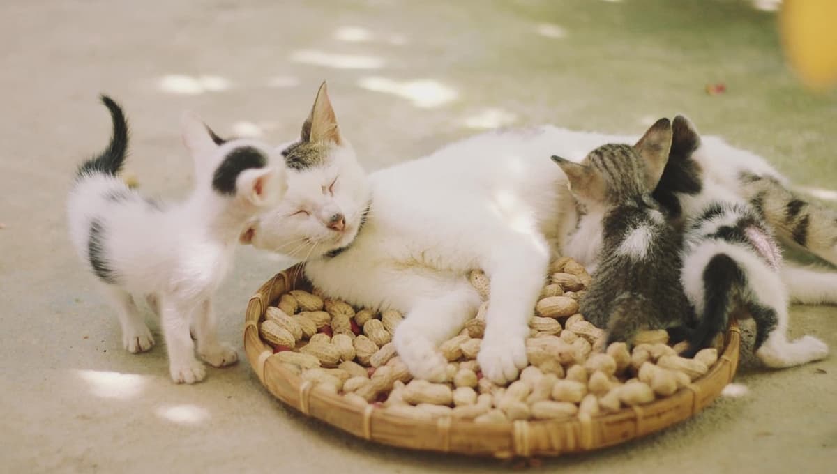 ¿Qué significa cuando un gato se revuelca en la tierra?